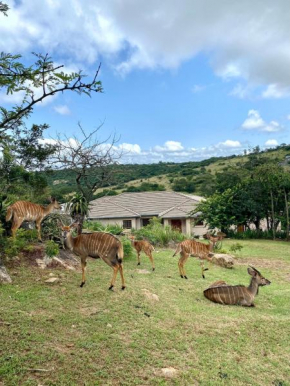 21 Wildfig- Live with Nature